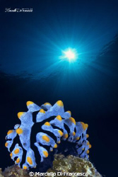 nudi in blue by Marcello Di Francesco 